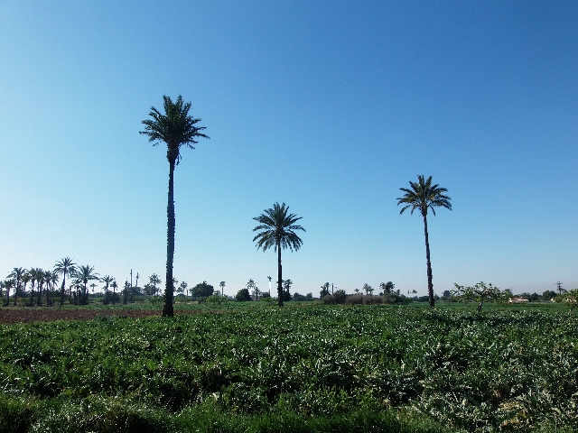 Copisteria en Elche